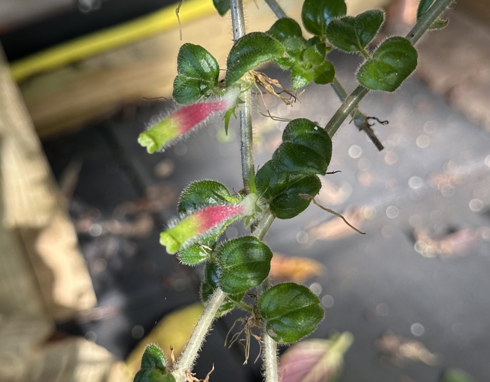 http://www.cloudjungle.com/cloudjungle/gesneriaceae/columnea/columnea colombiana flowers.jpeg